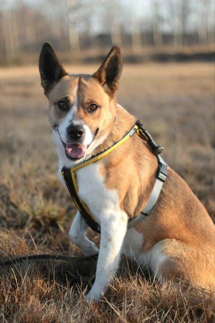 Zjawiskowa suczka BEJBI szuka domu!