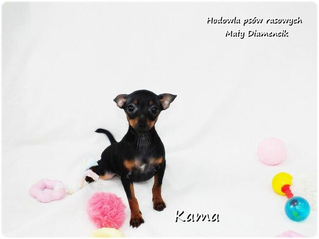 Pinczer miniaturowy (Ratlerek) Suczka KAMA z Rodowodem