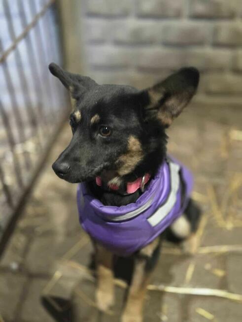 szczeniak szuka domu schronisko Zgierz -aktualne