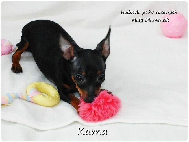 Pinczer miniaturowy (Ratlerek) Suczka KAMA z Rodowodem