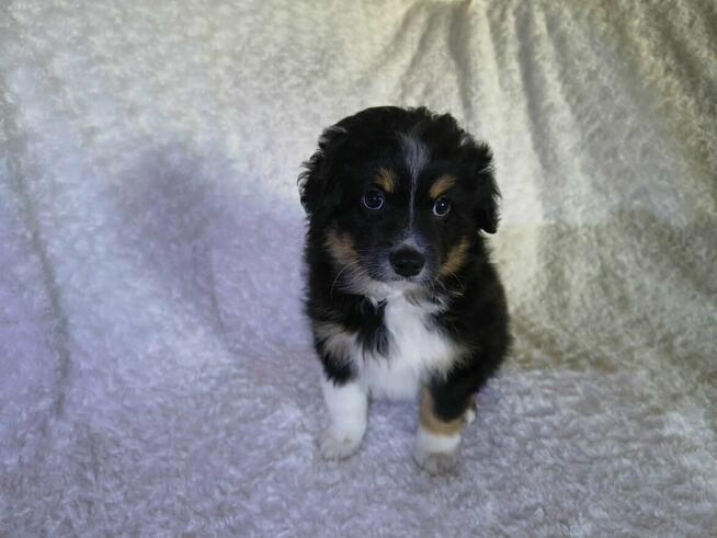 Szczeniaki czekają na dom