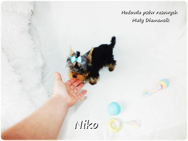 Yorkshire Terrier Malutki Mini XS Piesek NIKO z Rodowodem
