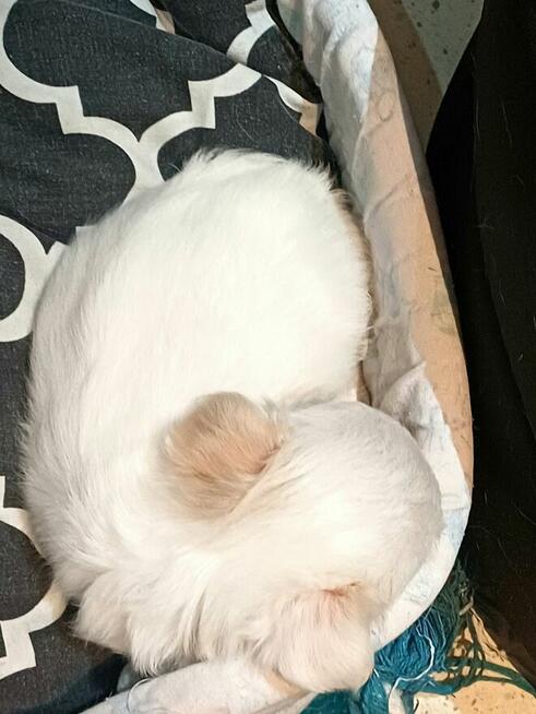 Unikatowa Mini Biało Biszkoptowa Chihuahua