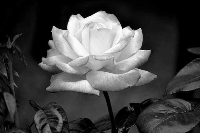 Przeznaczę zbiór fotografii