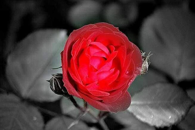 Przeznaczę zbiór fotografii