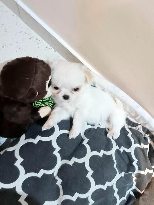 Unikatowa Mini Biało Biszkoptowa Chihuahua
