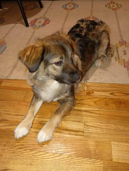 Roczna SISI szuka domu