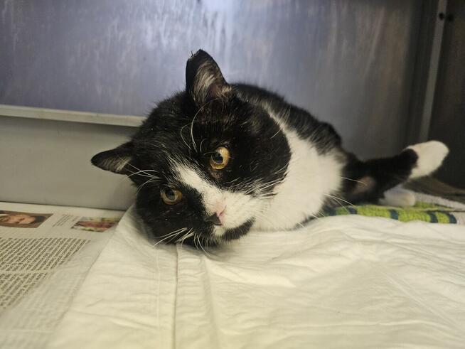 Białaczkowy Gucio bardzo potrzebuje człowieka