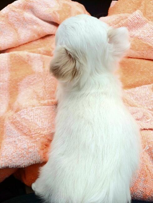 Unikatowa Mini Biało Biszkoptowa Chihuahua