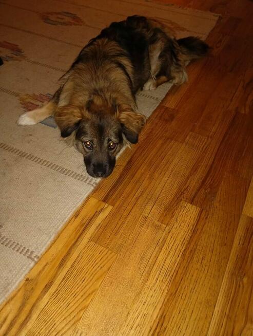 Roczna SISI szuka domu