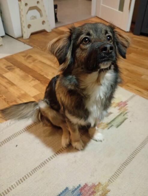 Roczna SISI szuka domu