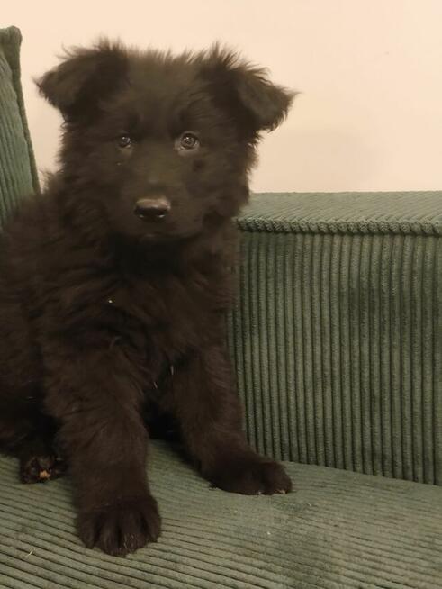 Sprzedam szczenięta owczarka niemieckiego