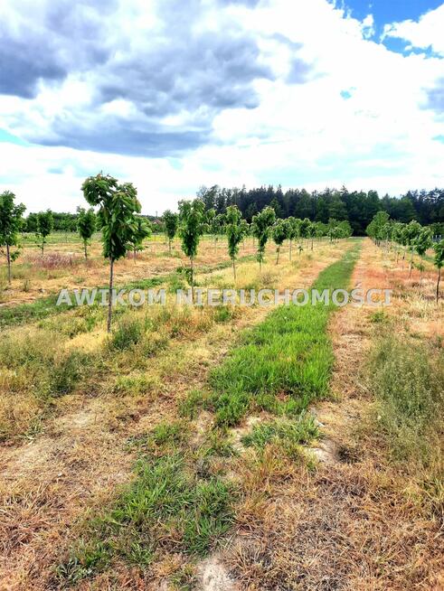 Działka siedliskowa Kornelówka gm. Pniewy