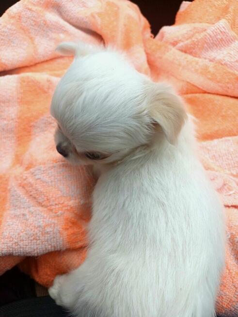 Unikatowa Mini Biało Biszkoptowa Chihuahua