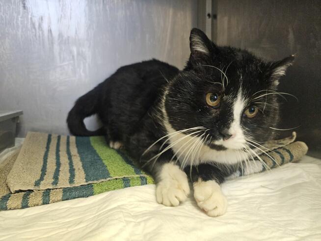 Białaczkowy Gucio bardzo potrzebuje człowieka