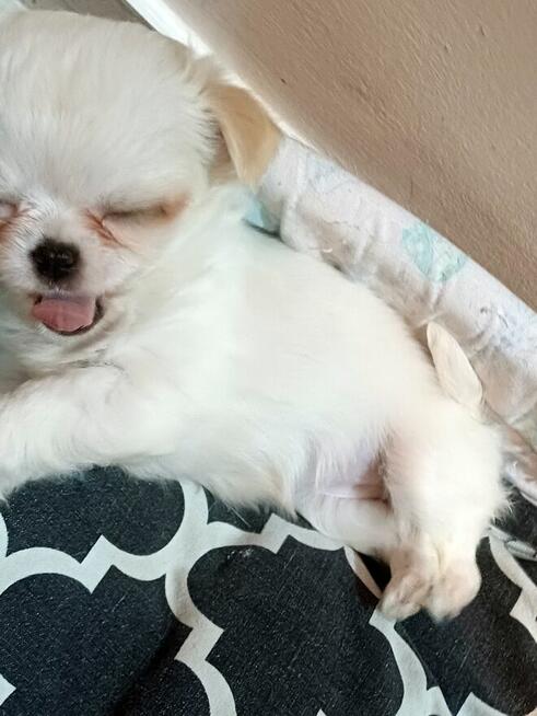 Unikatowa Mini Biało Biszkoptowa Chihuahua