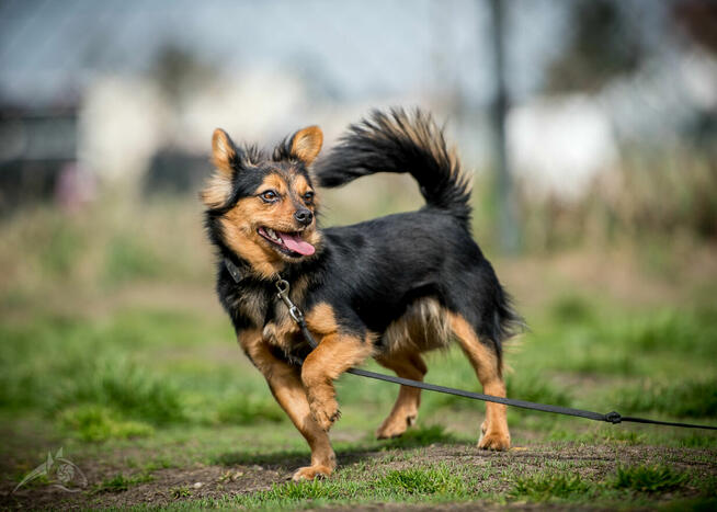 GREMLINKA nie ze swojej winy szuka nowej rodziny!