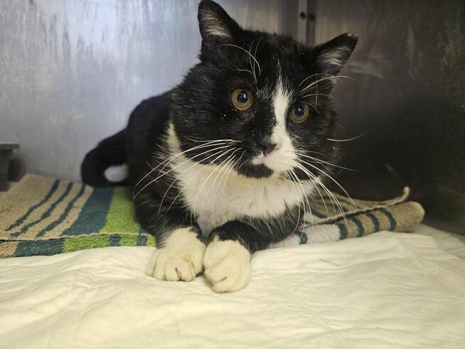 Białaczkowy Gucio bardzo potrzebuje człowieka