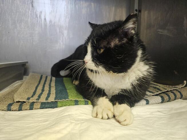 Białaczkowy Gucio bardzo potrzebuje człowieka