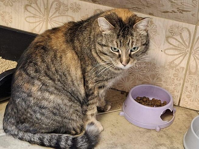 Śliczna zielonooka kotka czeka na dom