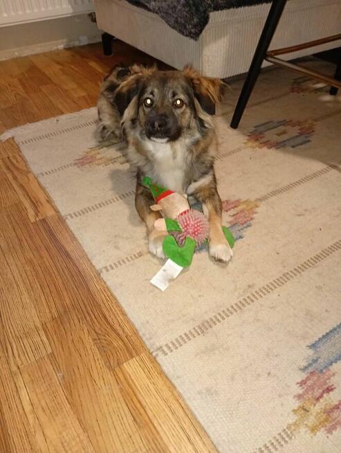 Roczna SISI szuka domu