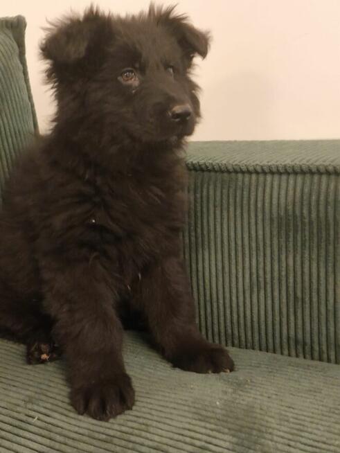 Sprzedam szczenięta owczarka niemieckiego