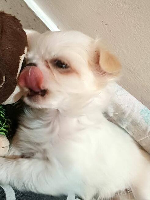 Unikatowa Mini Biało Biszkoptowa Chihuahua