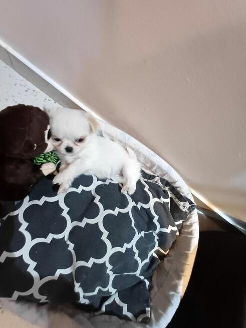Unikatowa Mini Biało Biszkoptowa Chihuahua