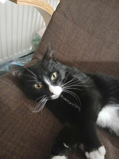 Młoda koteczka szuka domu