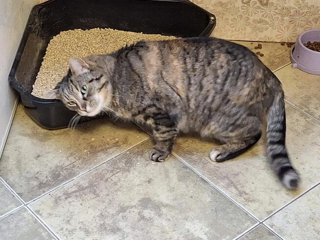 Śliczna zielonooka kotka czeka na dom