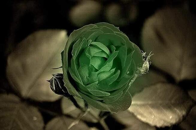 Przeznaczę zbiór fotografii