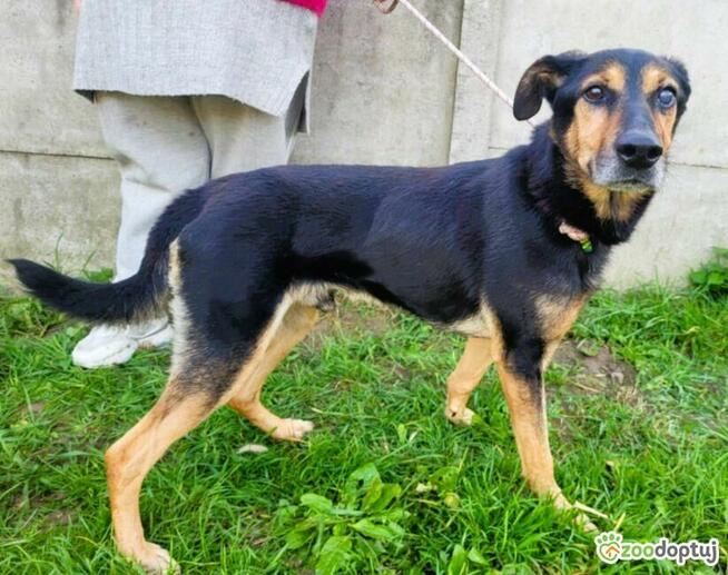 EGON - biedny, porzucony psiak szuka super domu