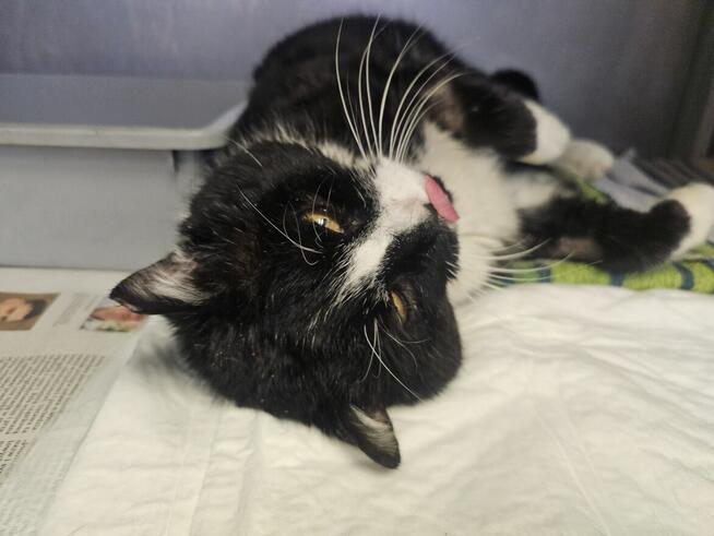 Białaczkowy Gucio bardzo potrzebuje człowieka