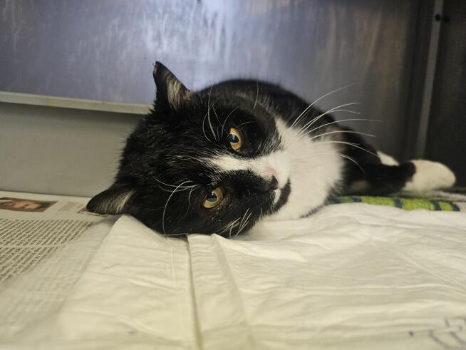 Białaczkowy Gucio bardzo potrzebuje człowieka