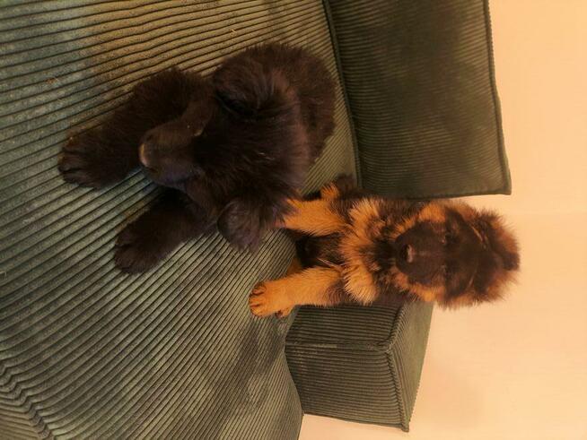 Sprzedam szczenięta owczarka niemieckiego