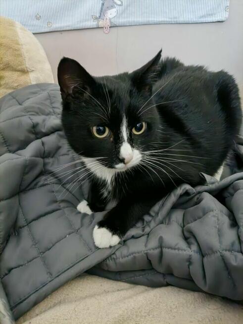 Młoda koteczka szuka domu