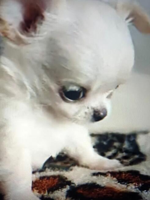 Unikatowa Mini Biało Biszkoptowa Chihuahua