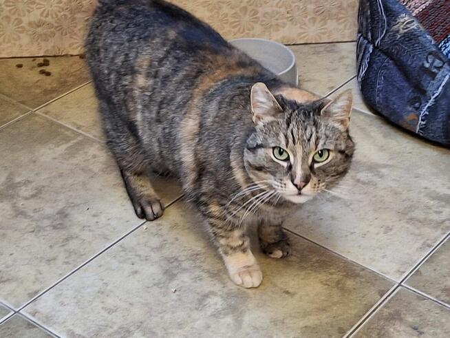 Śliczna zielonooka kotka czeka na dom