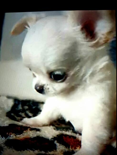 Unikatowa Mini Biało Biszkoptowa Chihuahua