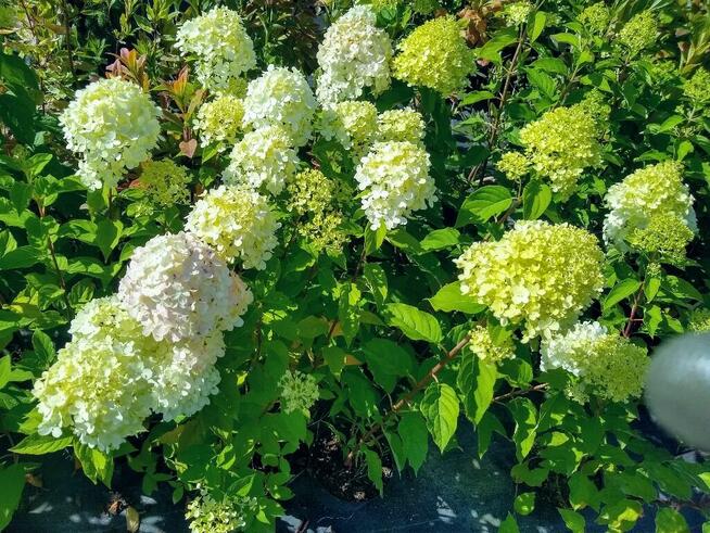 Hortensja Bukietowa Limelight (Hydrangea Peniculata)