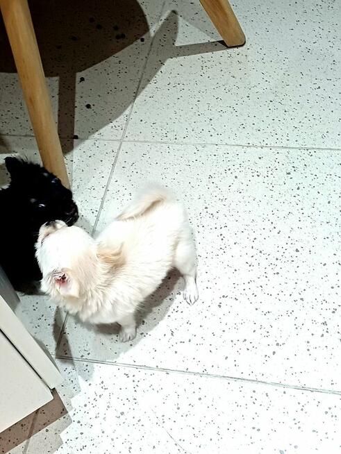 Unikatowa Mini Biało Biszkoptowa Chihuahua