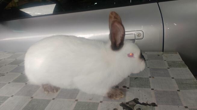 Samica Kalifornia polecam