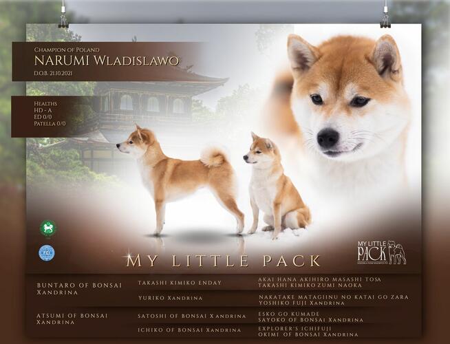 Czerwone suczki Shiba Inu FCI