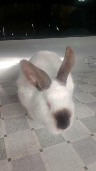 Samica Kalifornia polecam