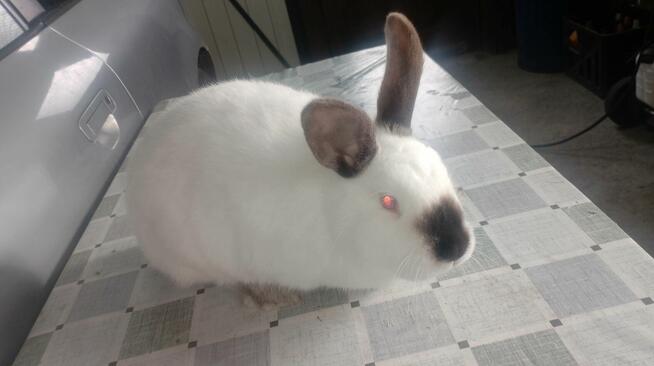 Samica Kalifornia polecam