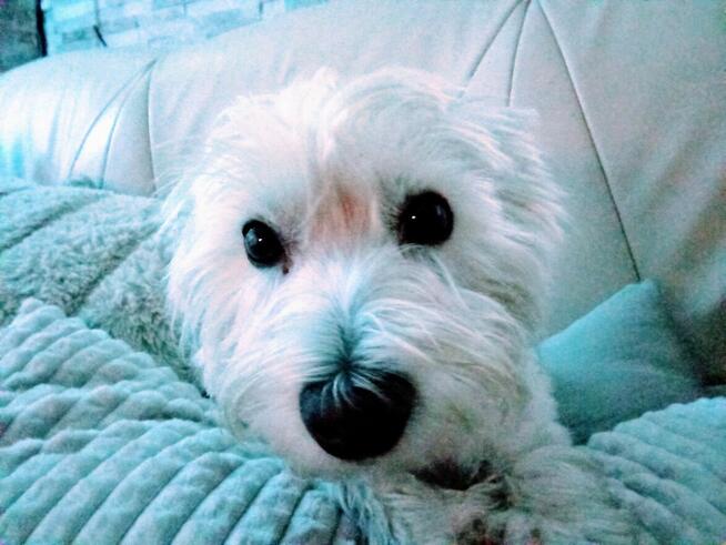 Domek 3km do Gór Sowich