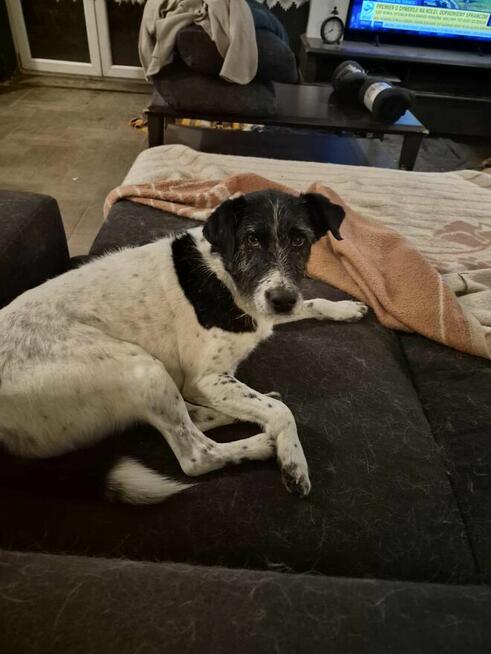 Bruno w typie terriera młody psiak szuka domu! pies psy