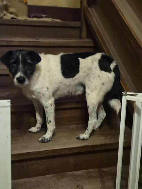 Bruno w typie terriera młody psiak szuka domu! pies psy