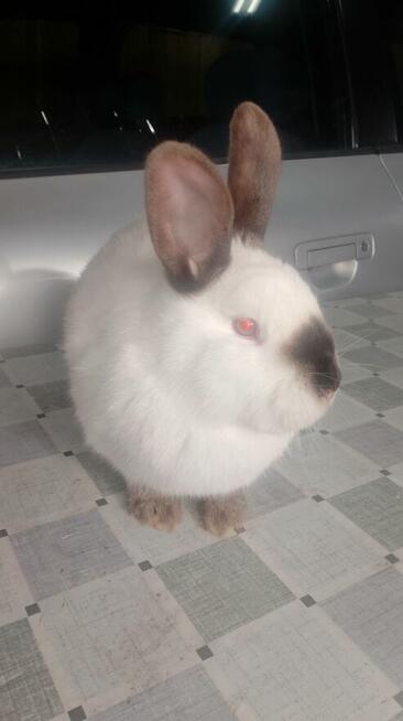 Samica Kalifornia polecam