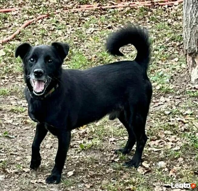 Pogodny proludzki psiak czeka na dom pełen miłości